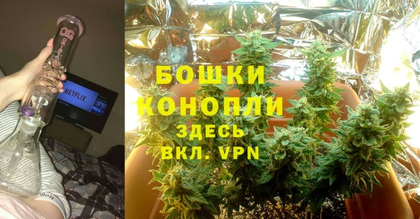 сатива Новодвинск